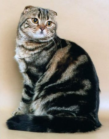 Скоттиш фолд (шотландская вислоухая) - породы кошек