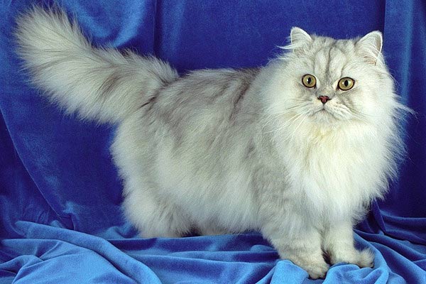 Персидская кошка - породы кошек