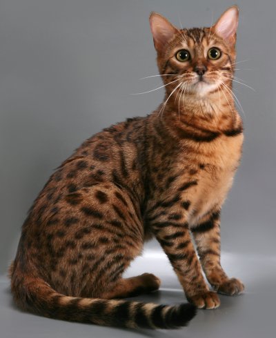 Бенгальская кошка - породы кошек
