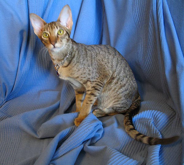 Ориентальная (восточная короткошерстная) кошка - породы кошек