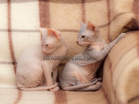 Египетские кошки - Объявления Кошки