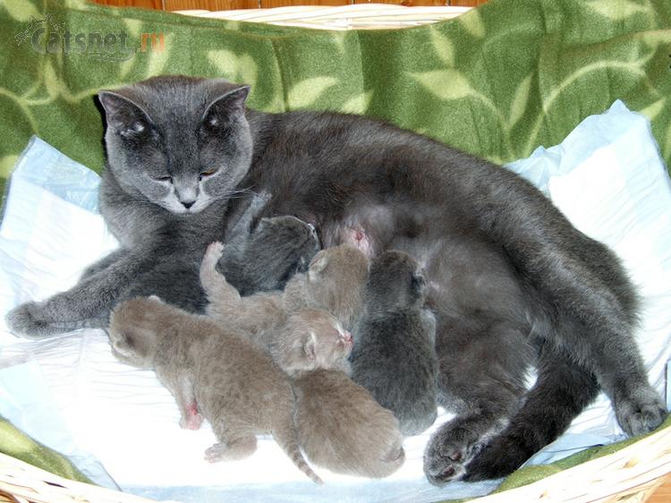 Лечение женского бесплодия в Липецке Короткая шейка матки и роды - БэбиБлог
